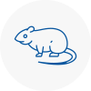 Rat Control Staines