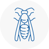 Staines Wasp Nest Removal